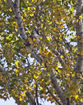 Hawk in Fall Cottonwood 4984